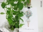 Mobile Preview: Postkarte - Blumenmädchen