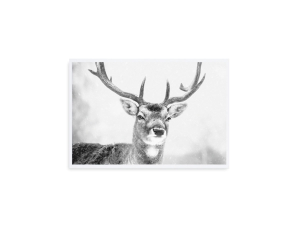 Postkarte "Rehntier / Deer"